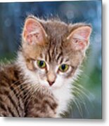 Sweet Kitten Metal Print