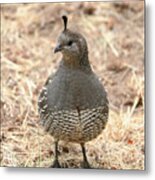 Sweet Mama Quail Metal Print