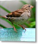 Sweet Sparrow Metal Print