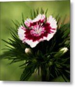 Sweet William Metal Print