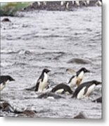 Swimming Adelie Penguins, Paulet Island, Antarctica Metal Print