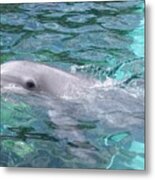 Swimming Dolphin Metal Print