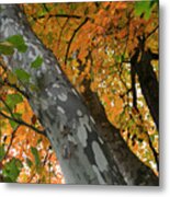 Sycamore Tree In October Metal Print