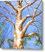 Sycamore Tree With A Memory Metal Print