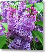 Syringa Metal Print