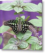 Tailed Jay Butterfly In Puple Metal Print