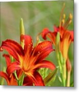 Take A Moment With The Red Day Lilies Metal Print