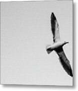 Take Flight, Black And White Metal Print