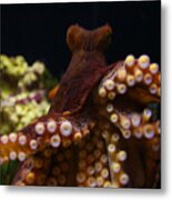 Tako Not Taco Hawaiian Octopus Metal Print