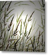 Tall Grass And Sunlight Metal Print
