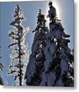 Tall Trees And Tall Snow Metal Print