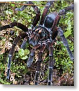 Tarantula Pamphobeteus Sp Male, Mindo Metal Print