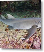 Tawny Nurse Shark Metal Print