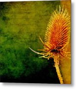 Teasel Head Metal Print