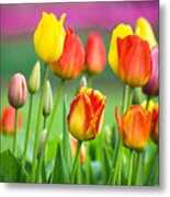Technicolor Tulips Metal Print