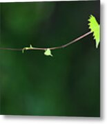 Tendril Metal Print