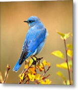 Teton Mountain Bluebird Metal Print