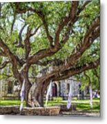 Texas Hanging Tree Metal Print