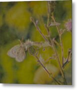 Textured Butterfly 1 Metal Print
