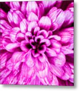 The Beauty Of Pink Metal Print