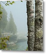 The Birch At Cave Point Metal Print
