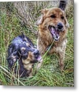 The Blade Of Grass Lol

#dogs Metal Print