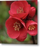 The Blooming Red Quince Metal Print