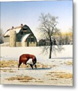 The Bull's Itch Metal Print
