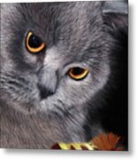 The Cat And The Feather Metal Print