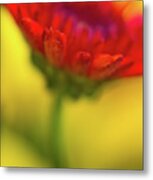 The Color Of Sunlight Metal Print