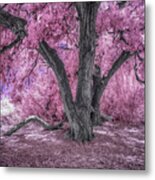 The Cottonwood In The Bosque Metal Print