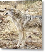 The Coyote Howl Metal Print