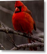 The Crimson Suit Metal Print