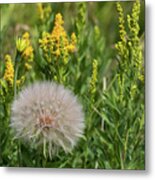 The Dandelion Metal Print