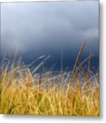 The Tall Grass Waves In The Wind Metal Print