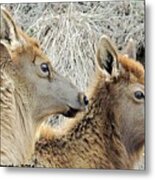 The Elk Of Winter Metal Print