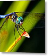 The Face Of A Dragonfly 003 Metal Print