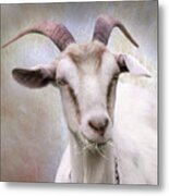 The Farmer's Billy Goat Metal Print