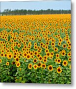 The Field Of Suns Metal Print