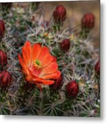 The First Bloom Metal Print