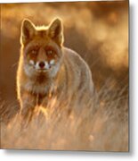 The Fox With The Golden Face Metal Print