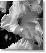 The Gladiolus In Black And White Metal Print