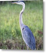The Great Blue Metal Print