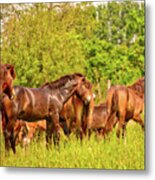 The Herd Metal Print