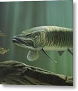 The Hunter - Musky Metal Print