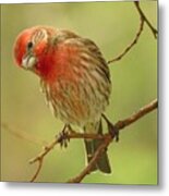 The Inquisitive Finch Metal Print