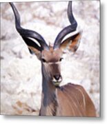 The Kudu Portrait 2 Metal Print