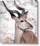 The Kudu Portrait Metal Print