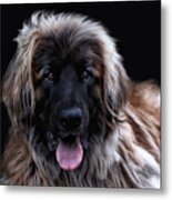 The Leonberger Metal Print