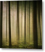 The Light In The Woods Metal Print